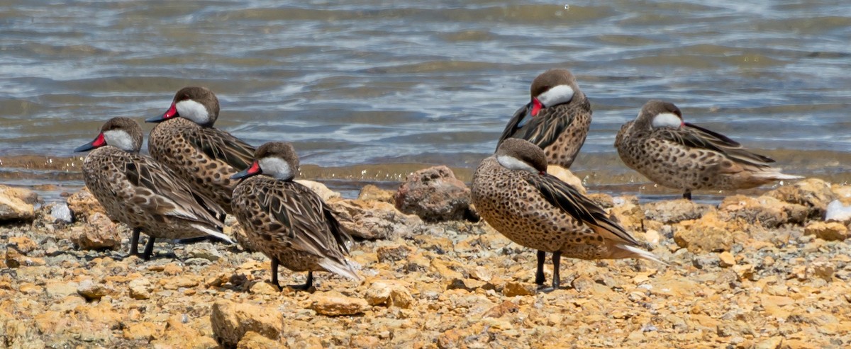White-cheeked Pintail - ML357415441
