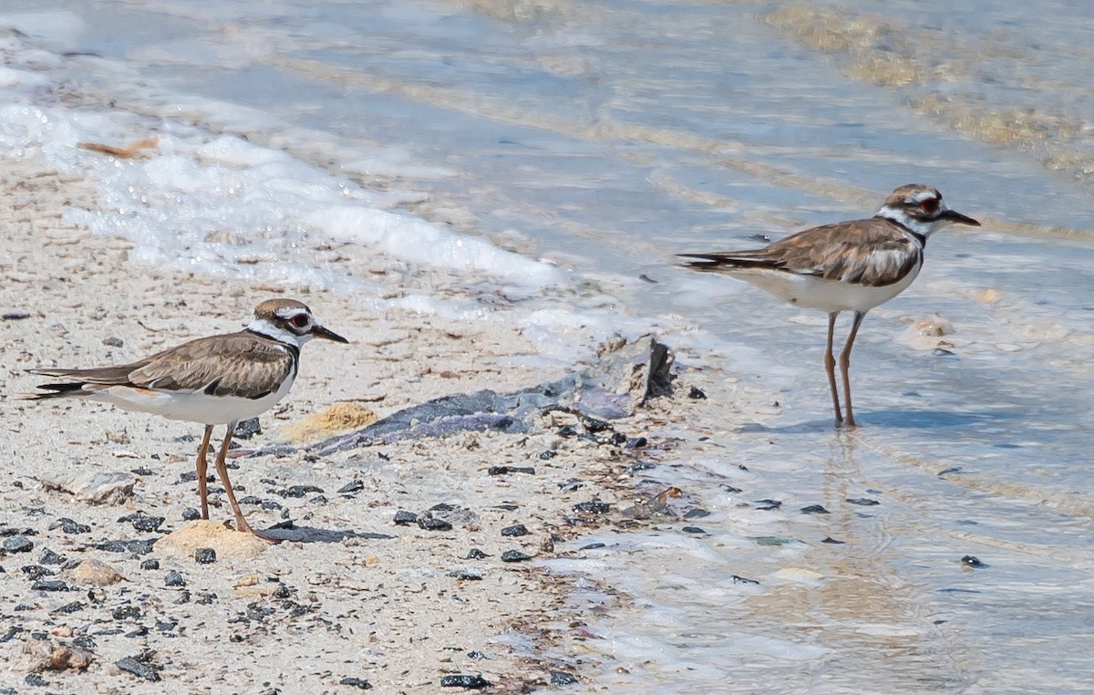 Killdeer - ML357415921