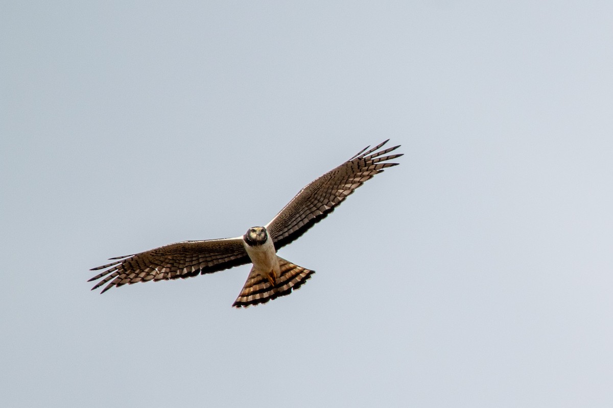 Long-winged Harrier - ML357416041