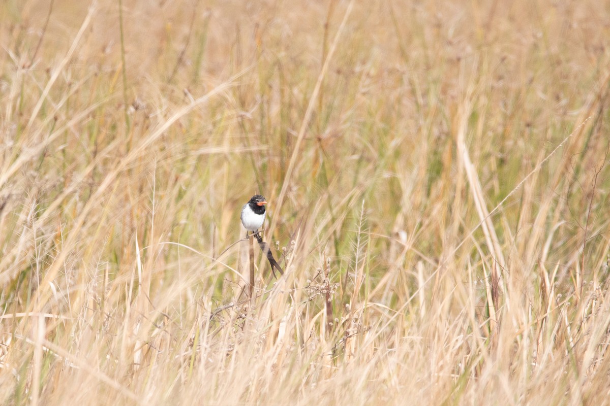 Strange-tailed Tyrant - ML357416411