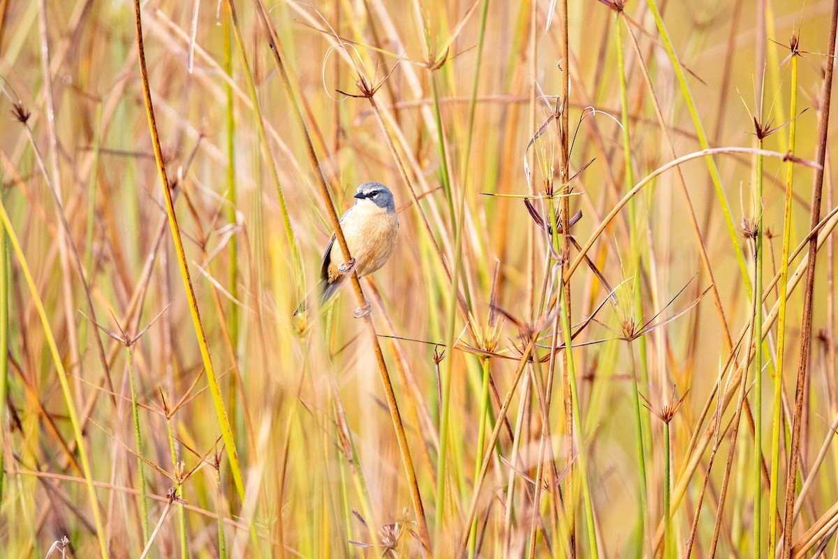 Long-tailed Reed Finch - ML357416881