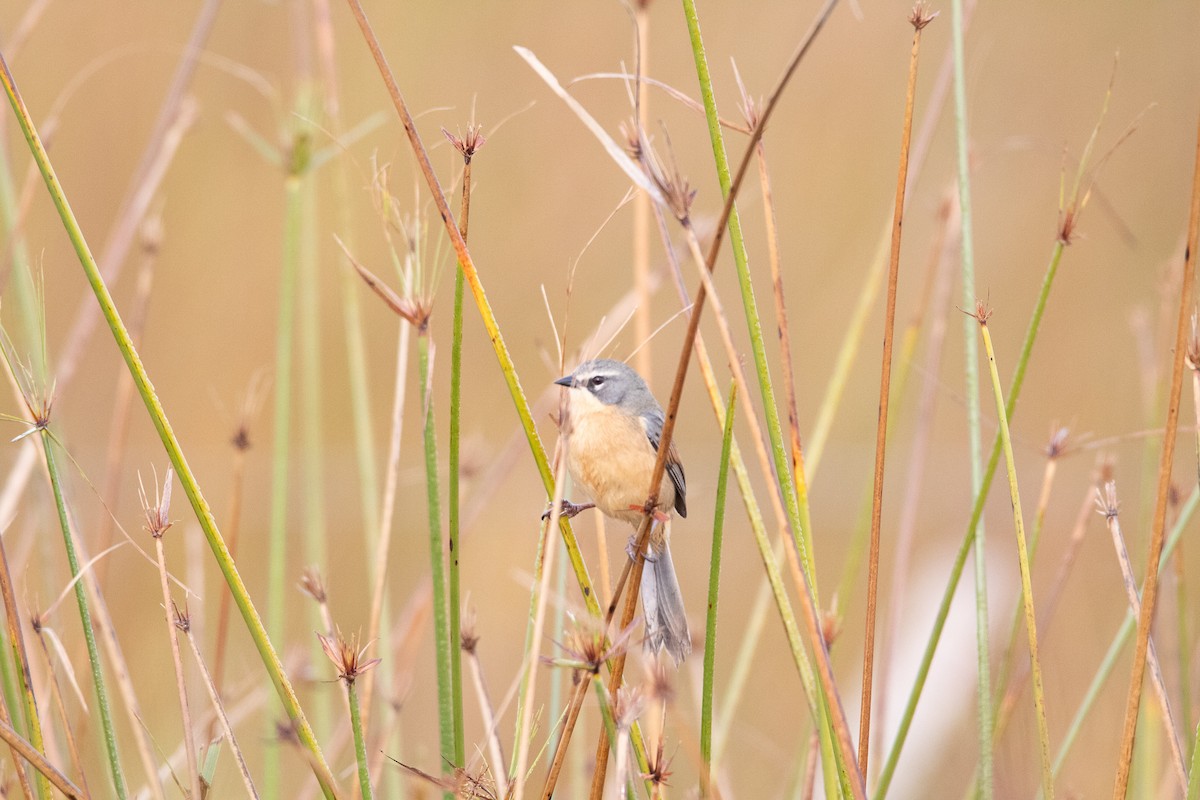 Long-tailed Reed Finch - ML357416901