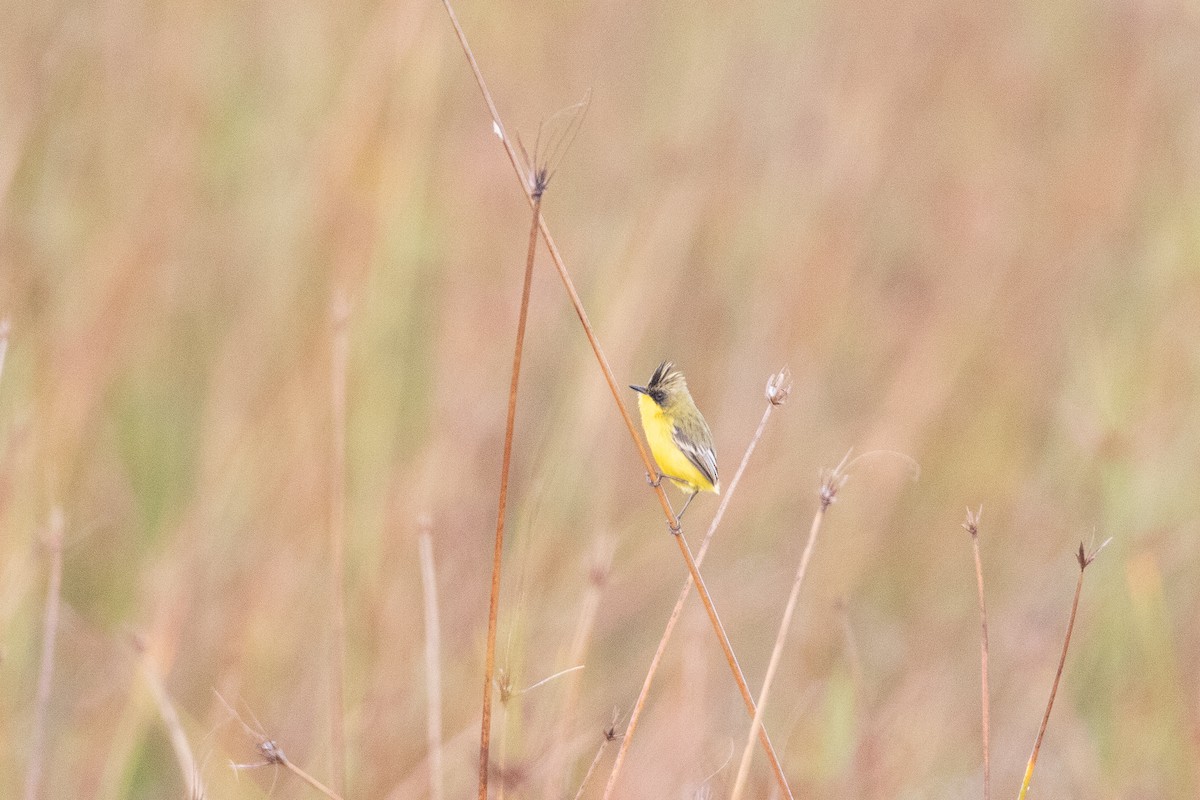 Crested Doradito - ML357416931