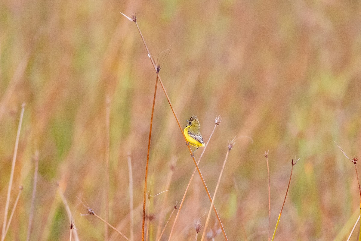 Crested Doradito - ML357416941