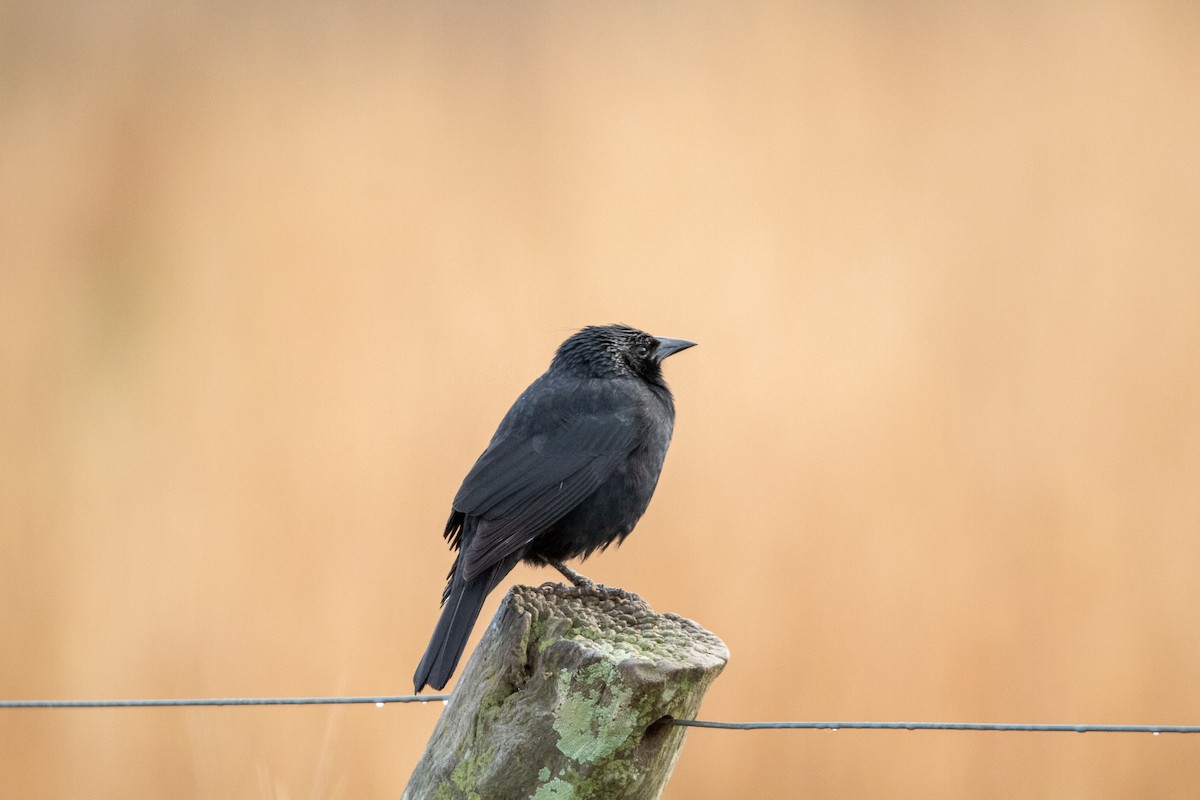 Chopi Blackbird - ML357417031