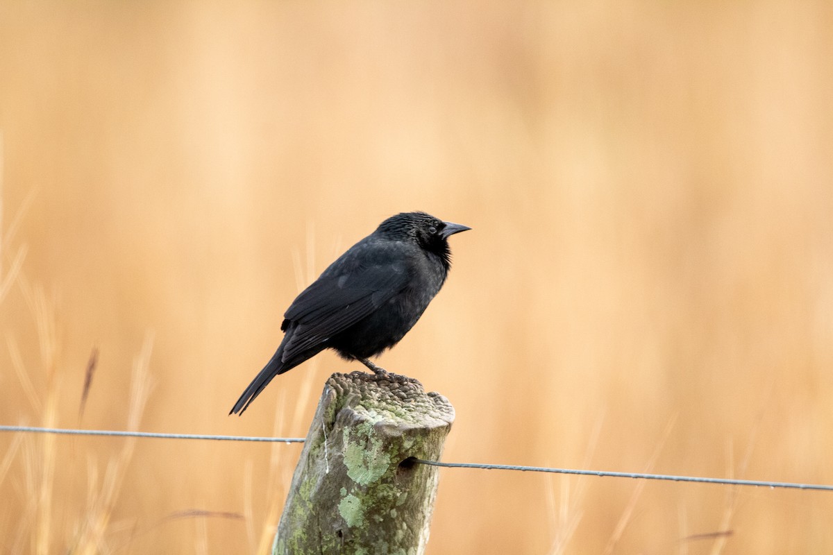 Chopi Blackbird - ML357417101