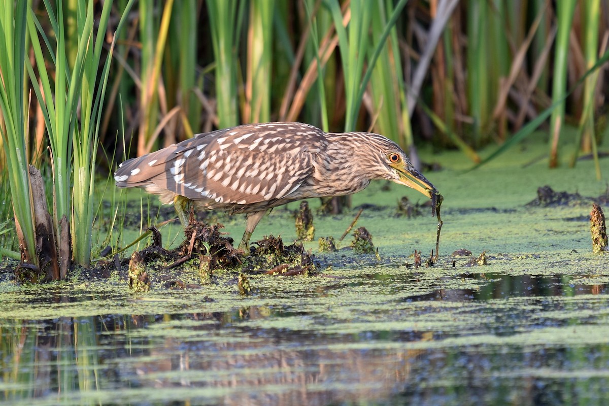 Black-crowned Night Heron - Joel Trick