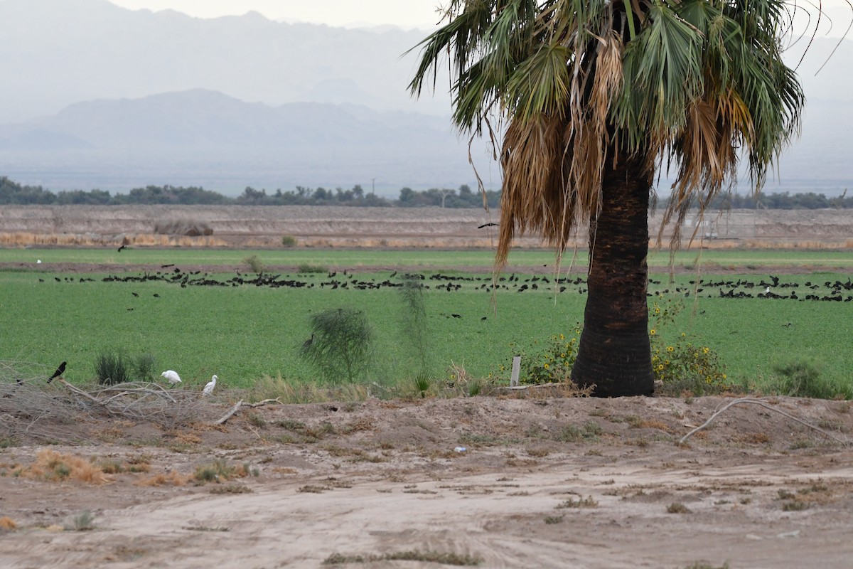 White-faced Ibis - ML357419261