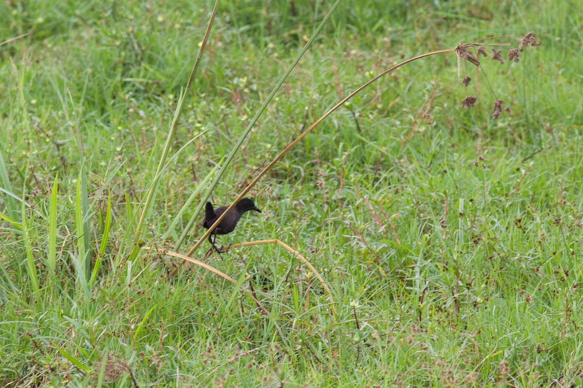 Black Crake - ML357420151