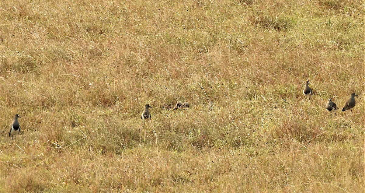 Senegal Lapwing - Eric Haskell