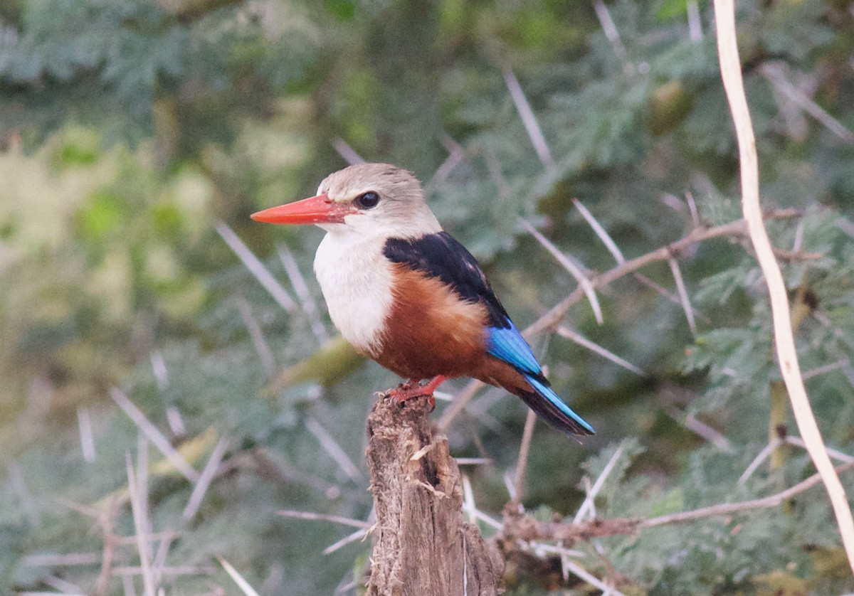 Gray-headed Kingfisher - ML357422671