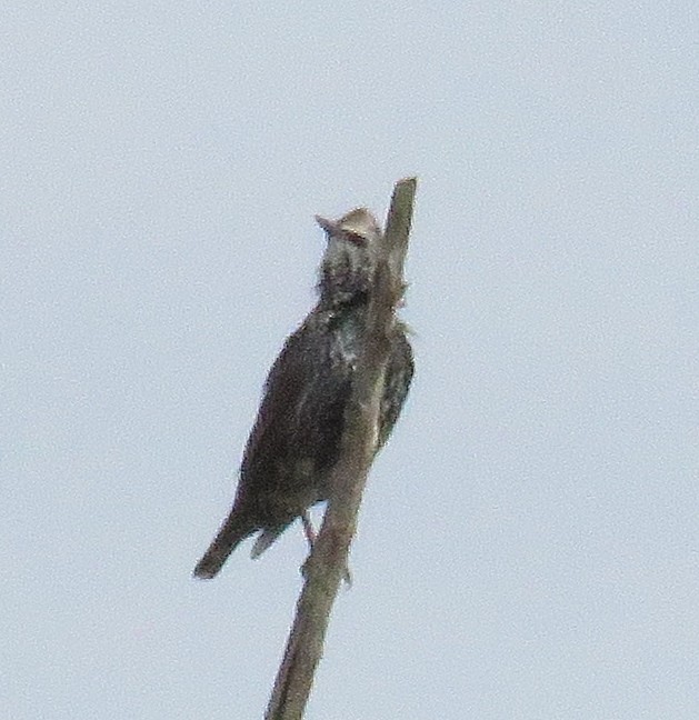 Хар тодол - ML35742291