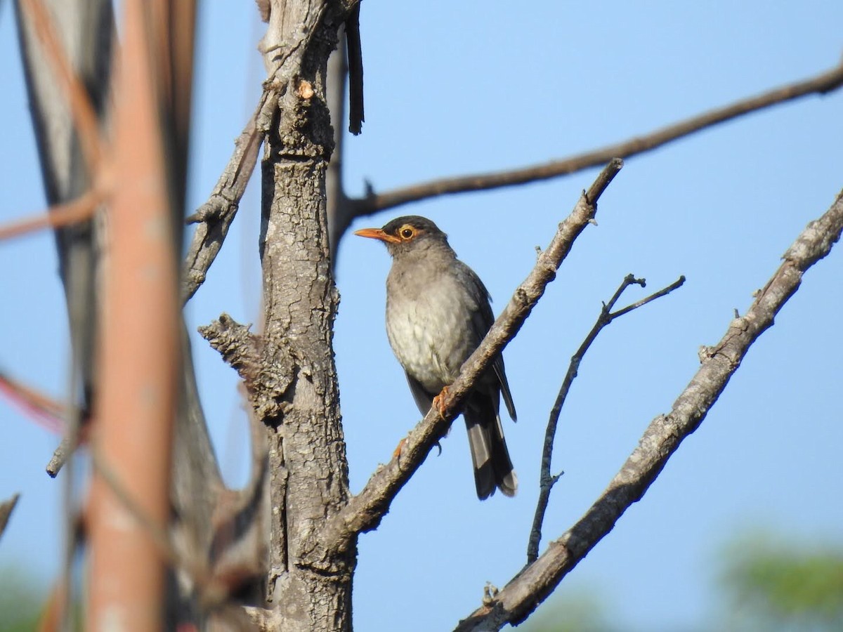 Indian Blackbird - ML357423011