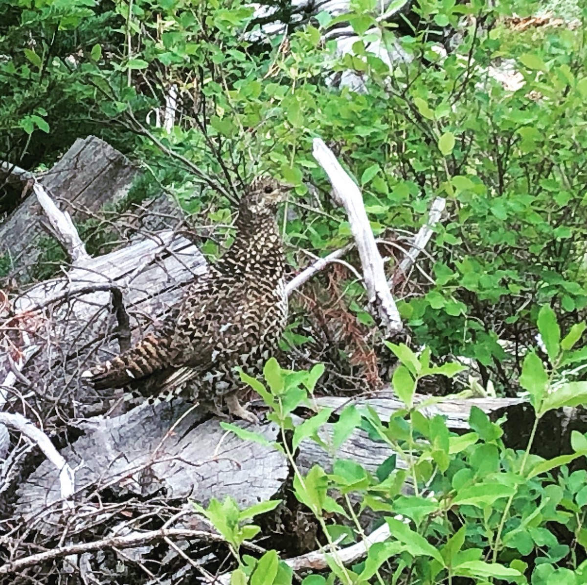 Spruce Grouse - ML357424171