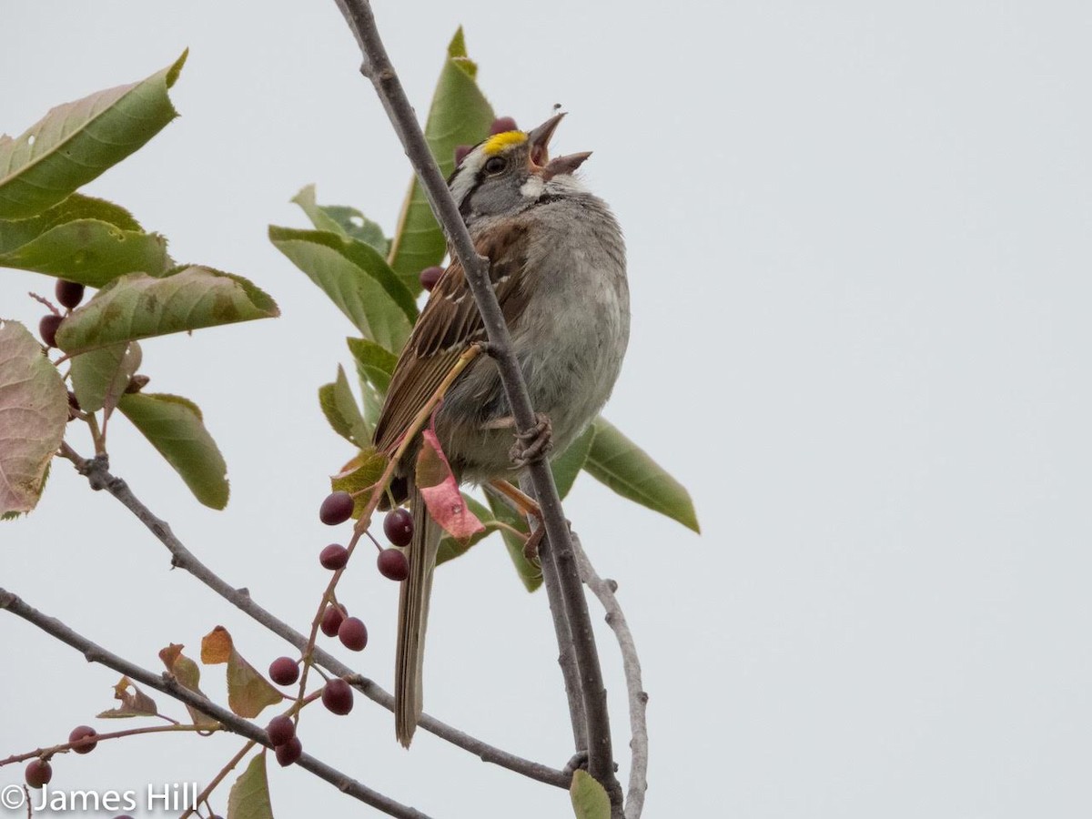 White-throated Sparrow - ML357426861