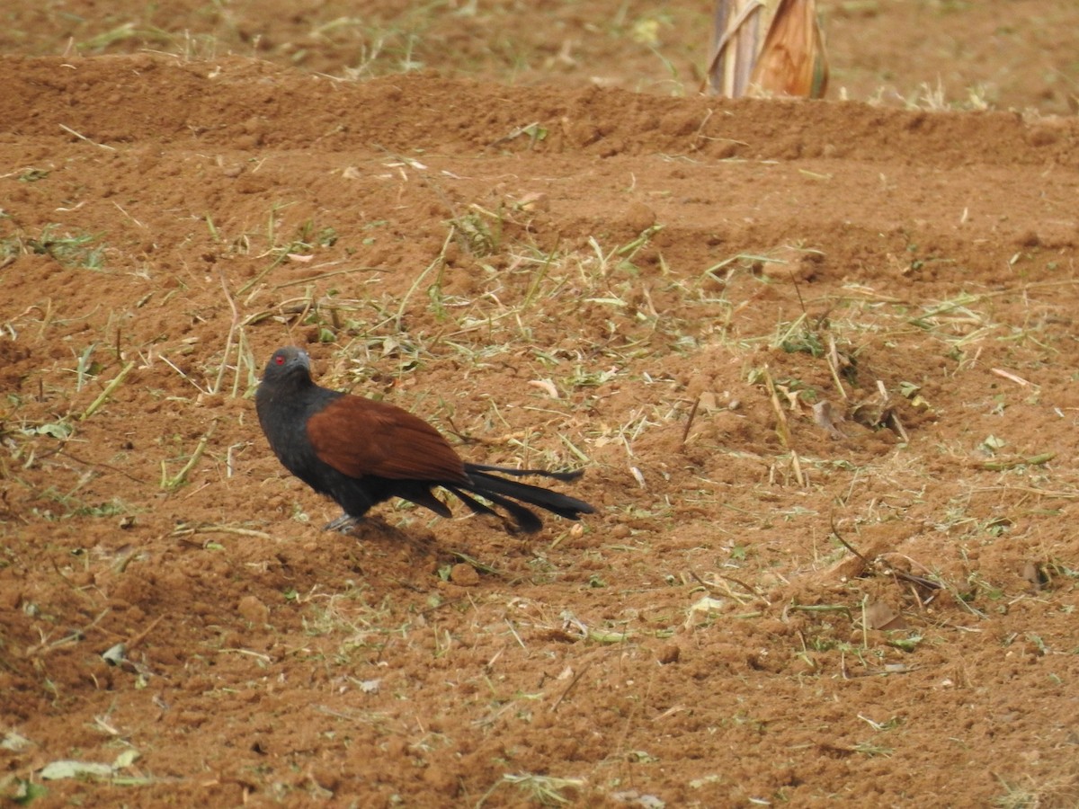 Greater Coucal - ML357426901