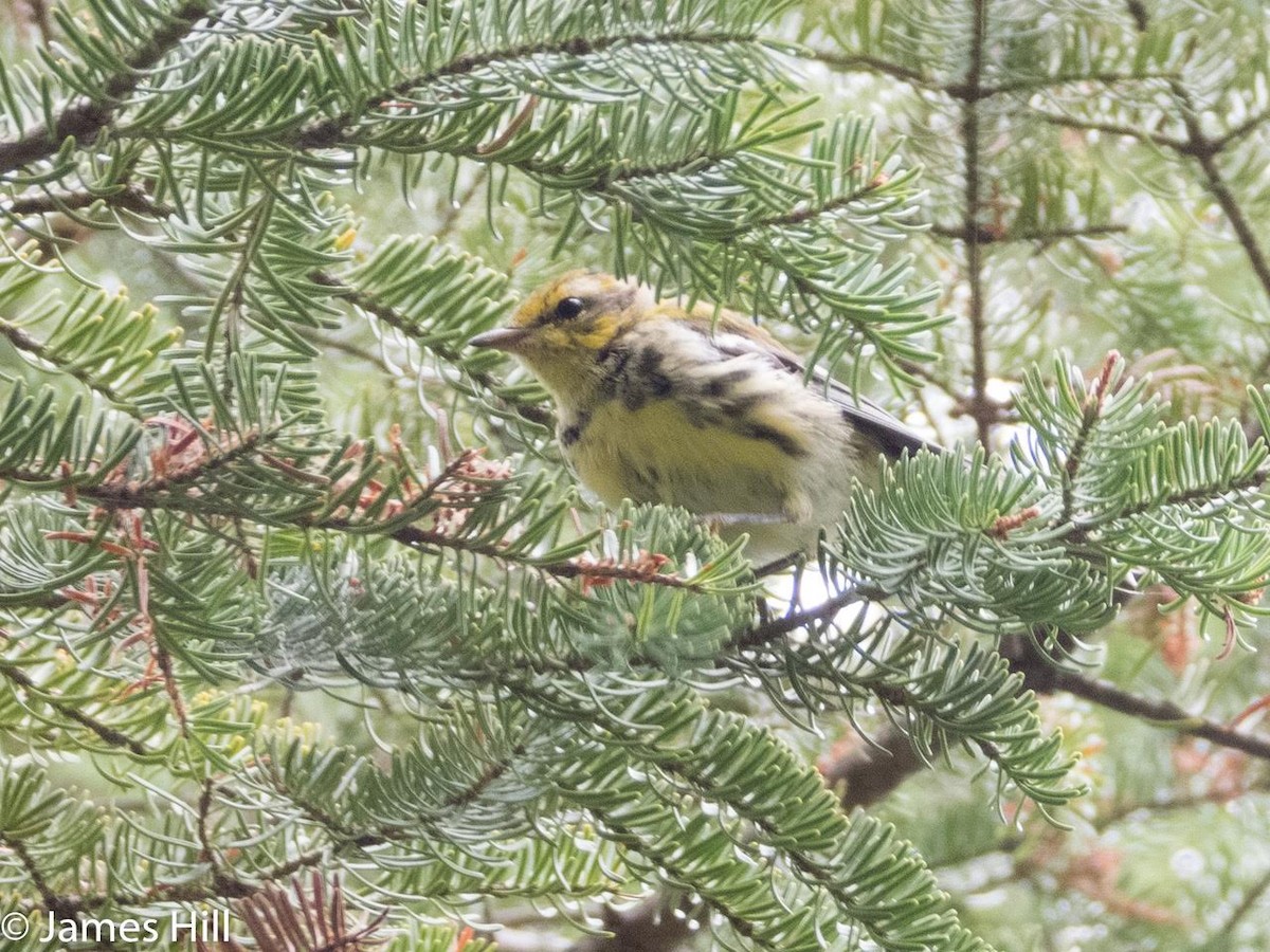 Grünmantel-Waldsänger - ML357427261