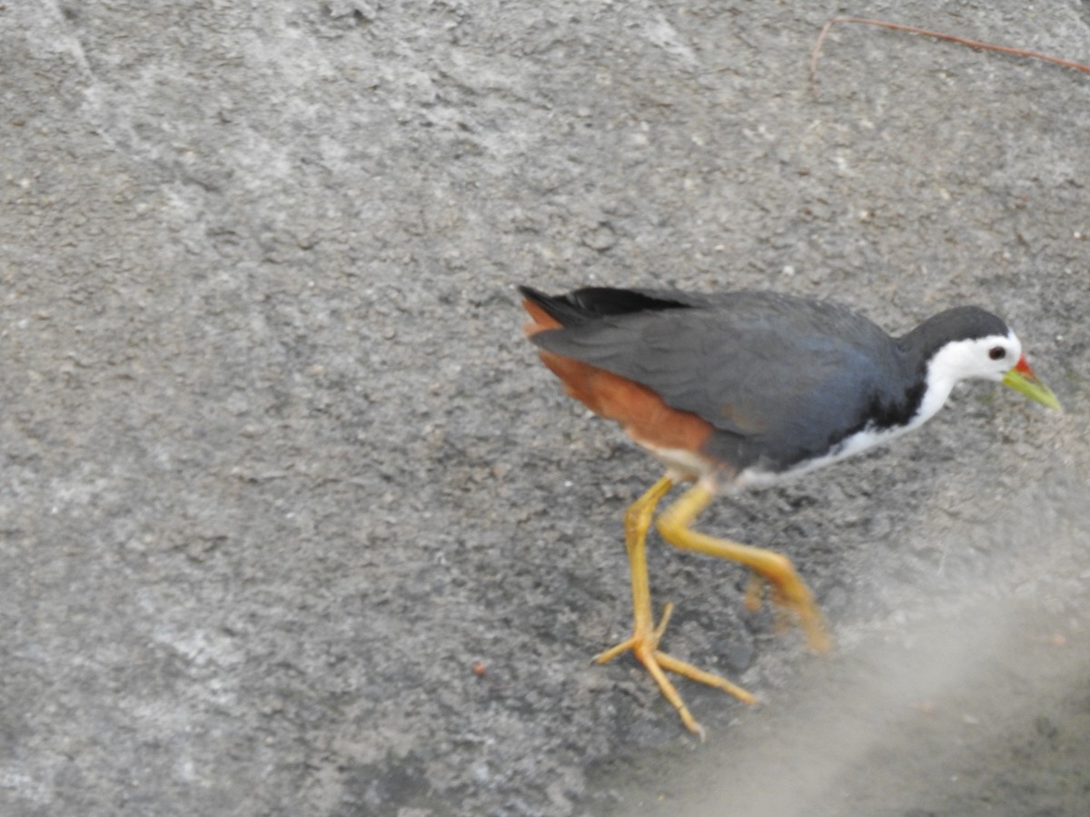 White-breasted Waterhen - ML357428021