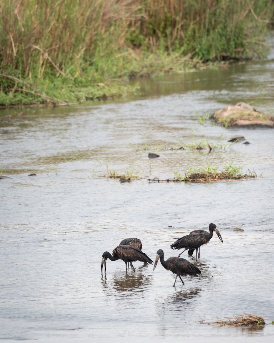 African Openbill - Alistair Routledge