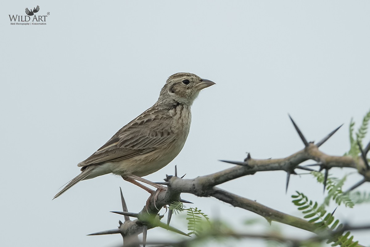 Singing Bushlark (Singing) - Esha Munshi