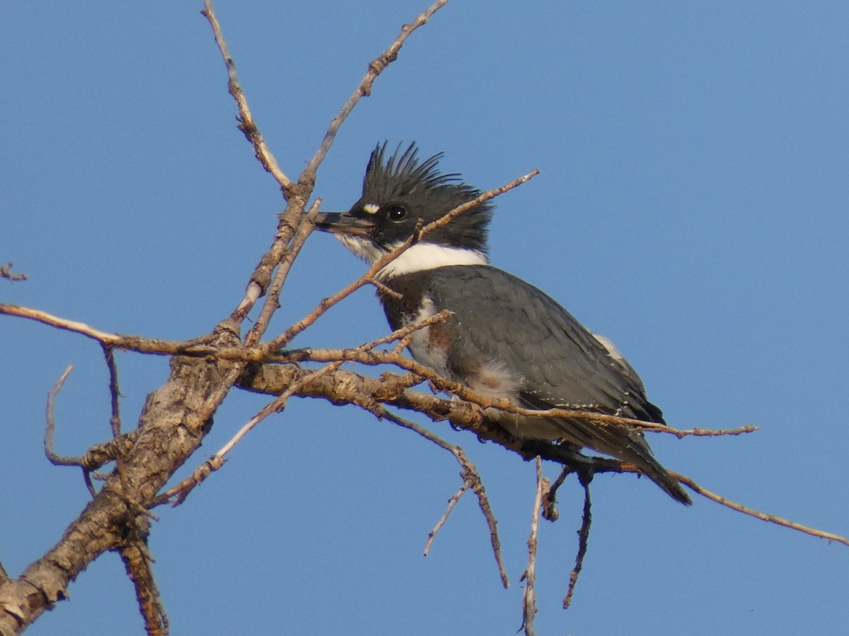 Belted Kingfisher - ML357432101