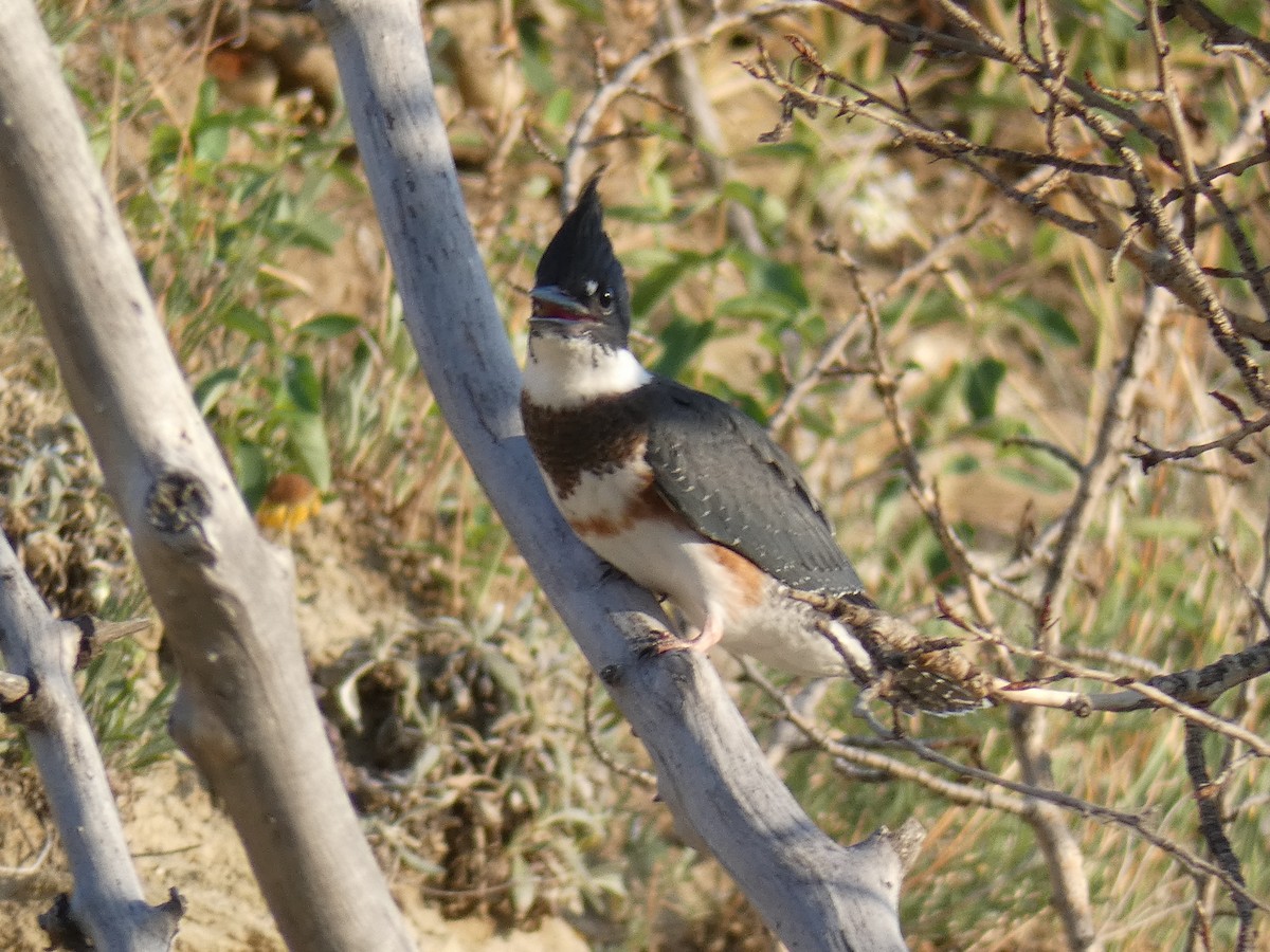 Belted Kingfisher - ML357432171