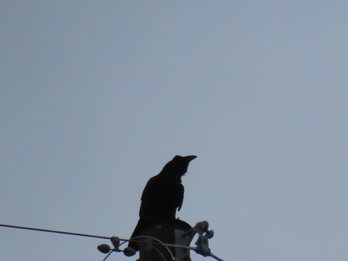 Common Raven - ML357433801