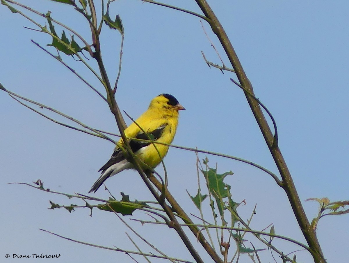 American Goldfinch - ML357434121