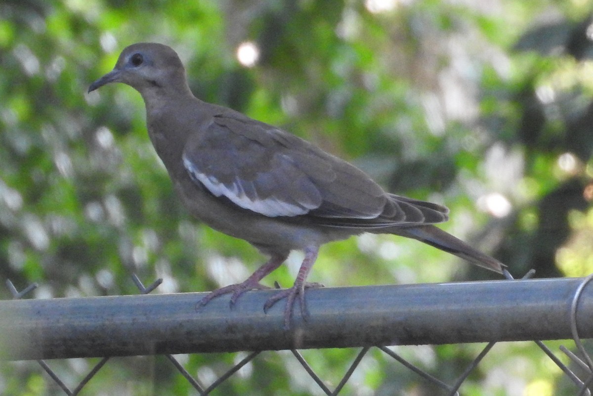 White-winged Dove - ML357437471