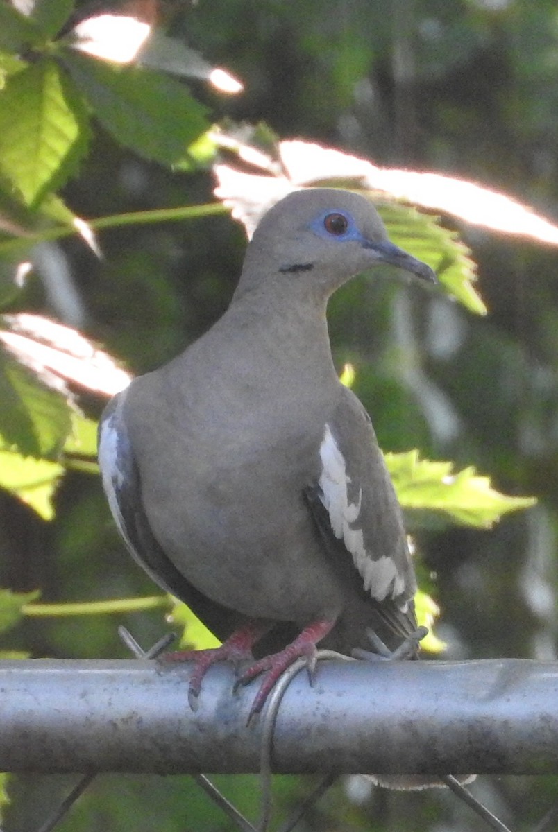 White-winged Dove - ML357437481