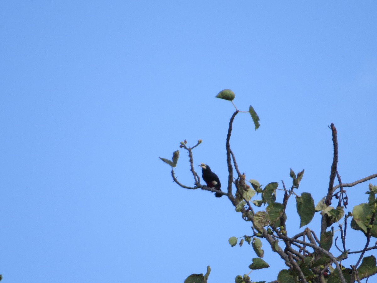 Black-breasted Barbet - ML357437671