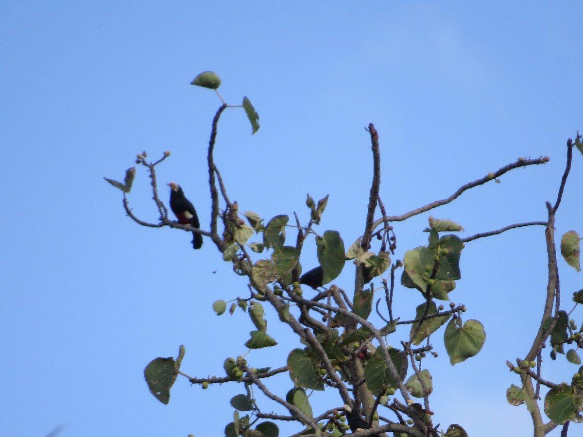 Black-breasted Barbet - ML357437681