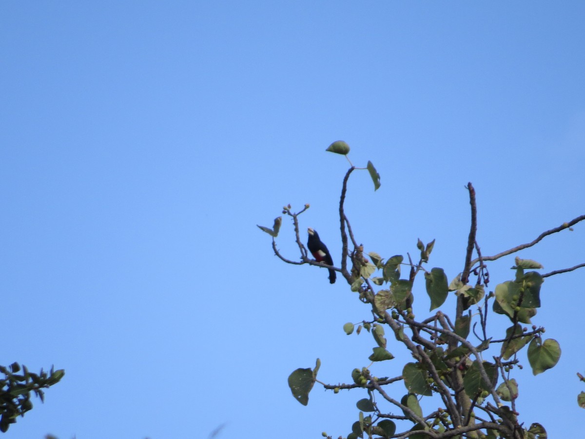 Black-breasted Barbet - ML357437691