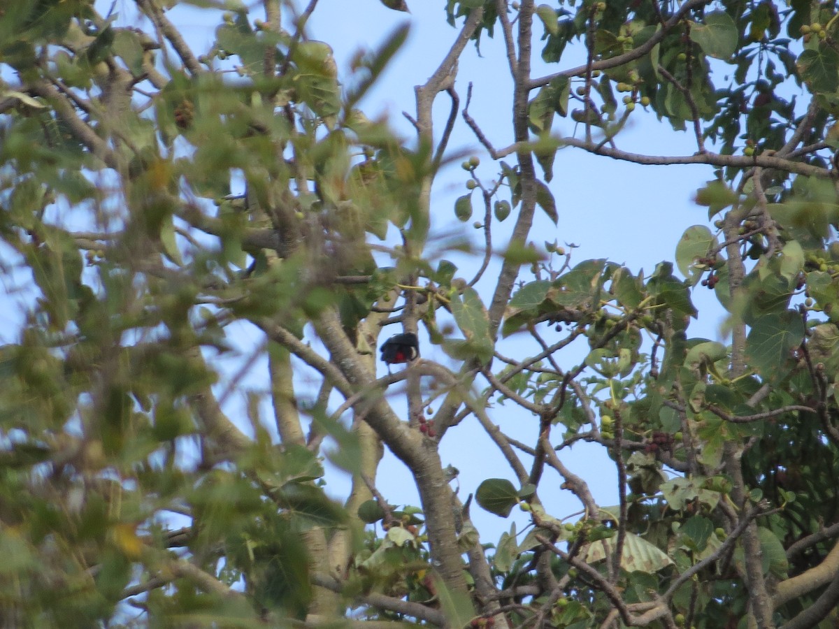 Black-breasted Barbet - ML357437711