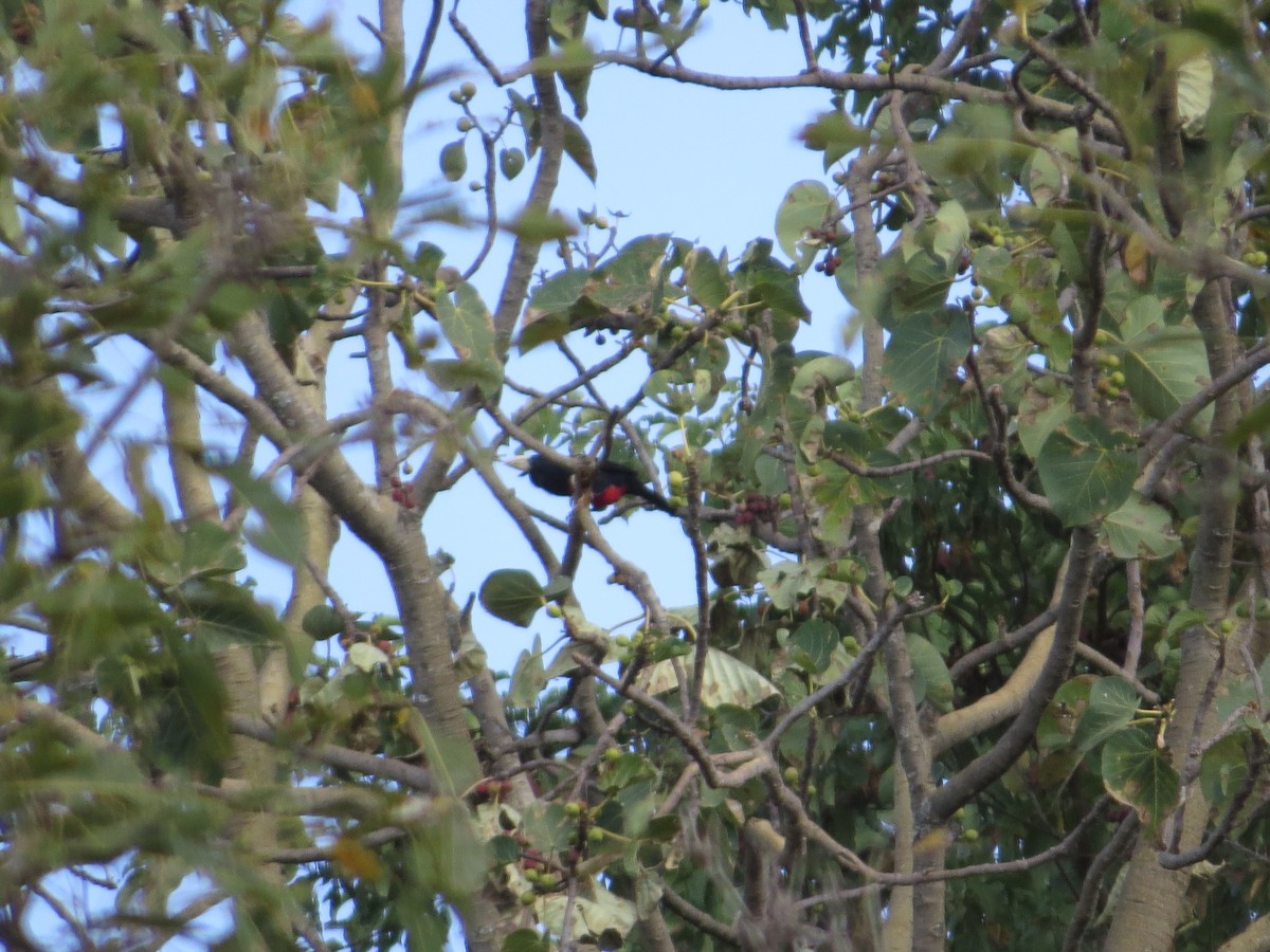 Black-breasted Barbet - ML357437721