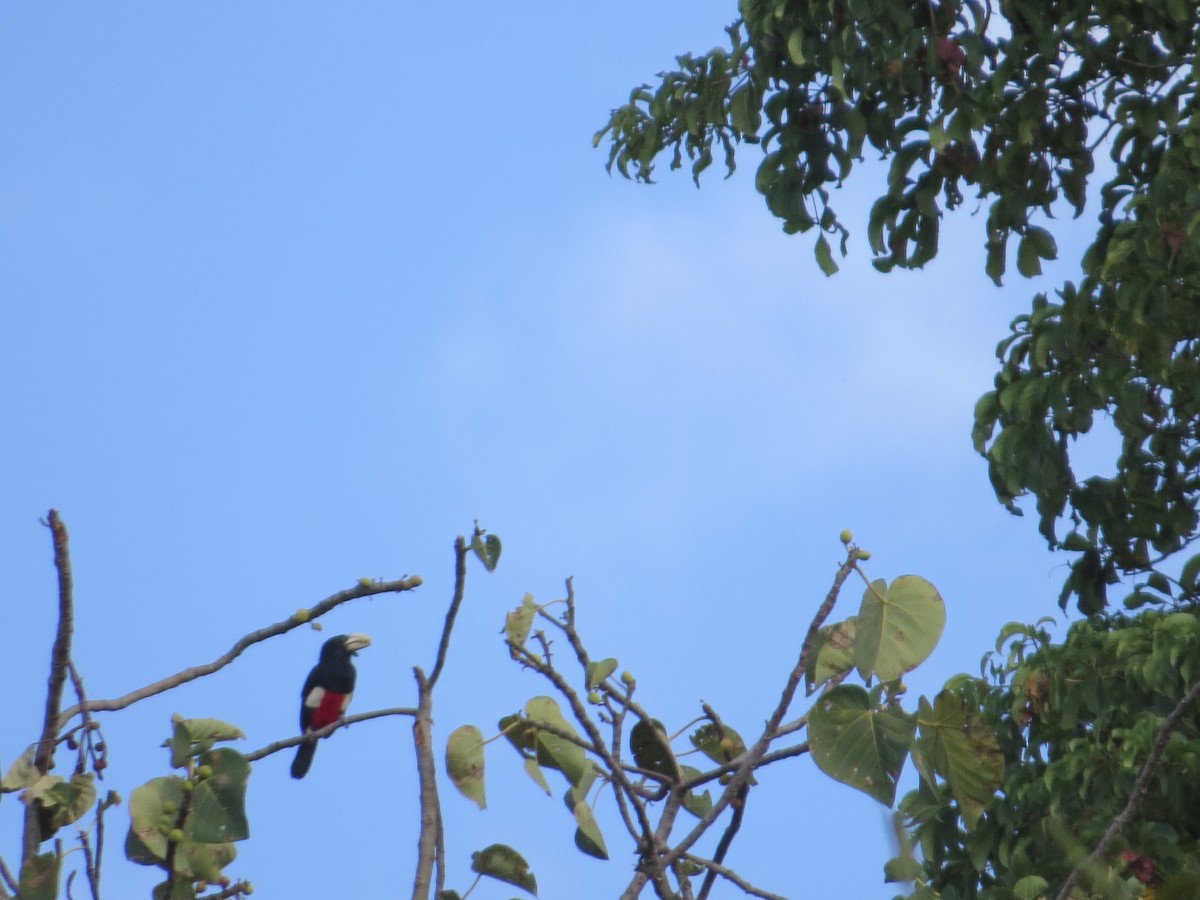 Black-breasted Barbet - ML357437741