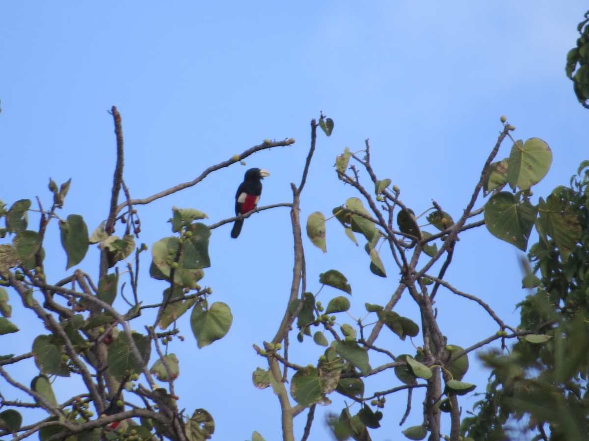 Black-breasted Barbet - Mónica Gabriela Pérez Villafaña