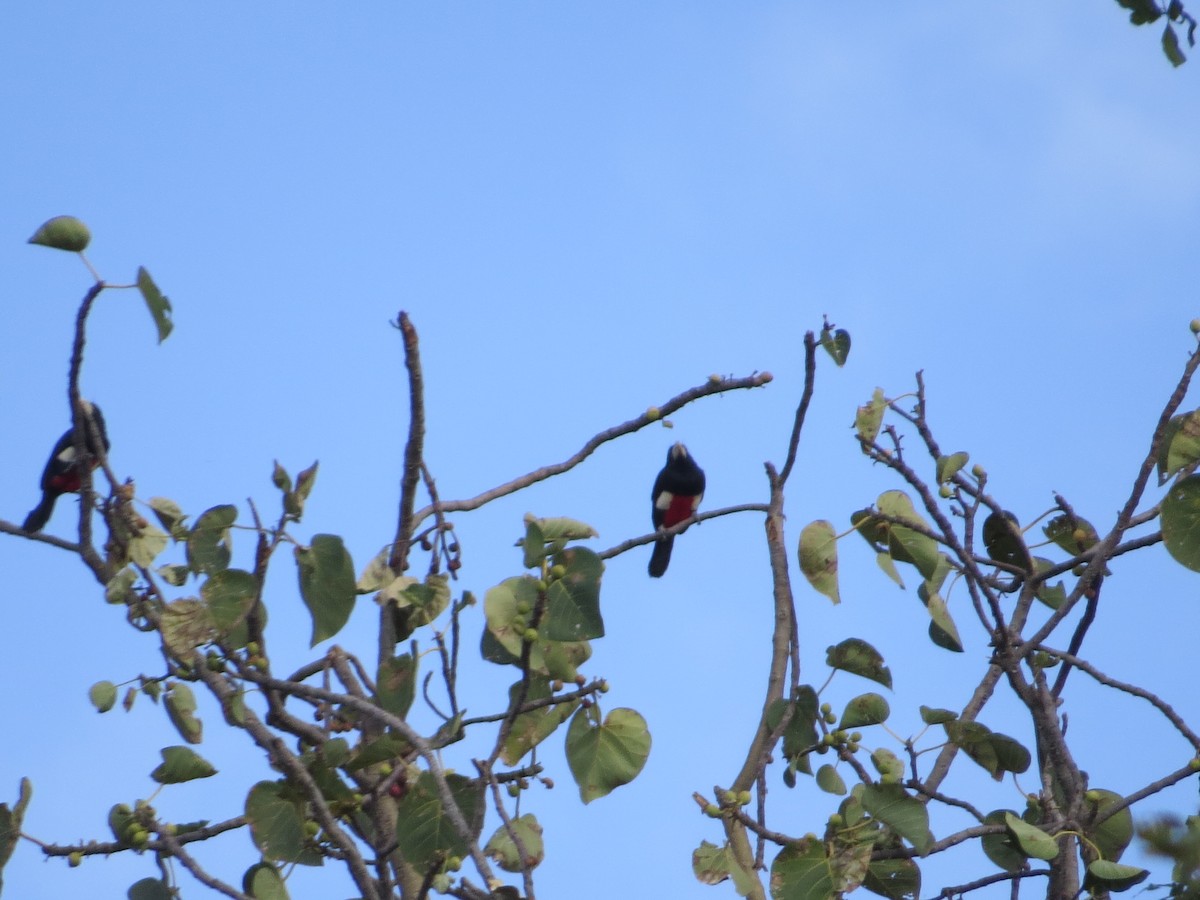 Black-breasted Barbet - ML357437761