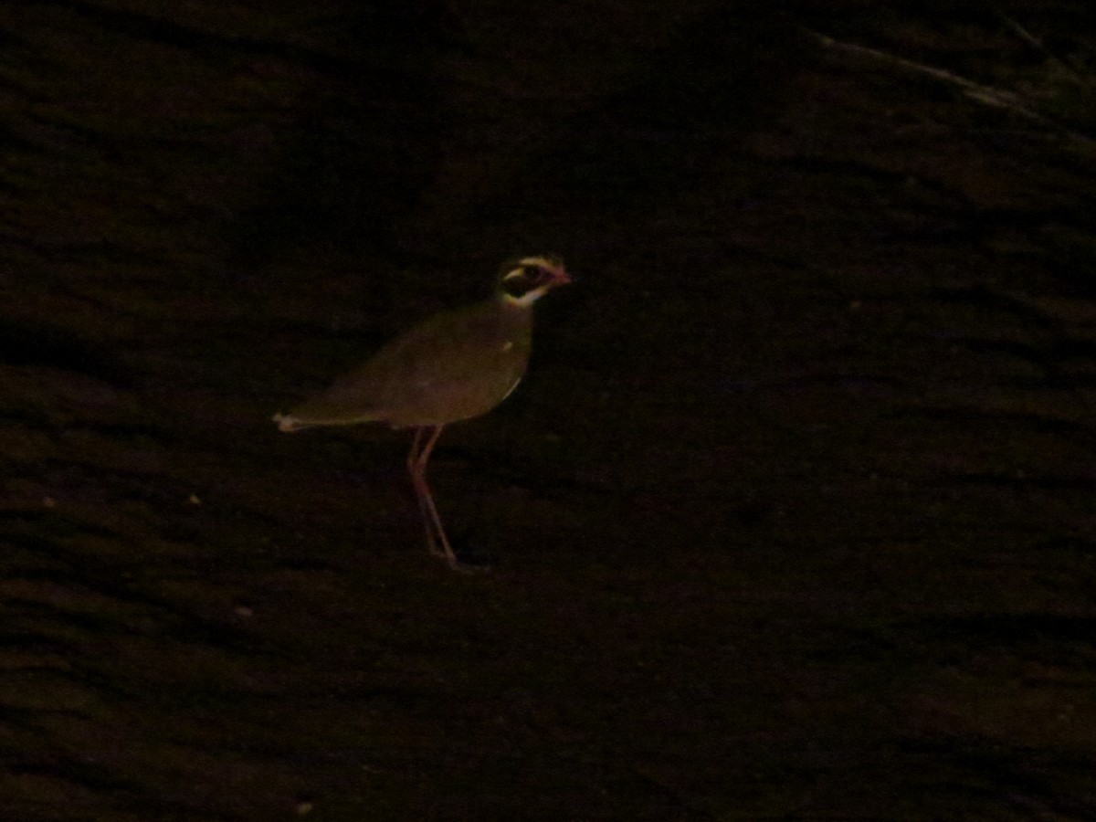 Bronze-winged Courser - ML357438151