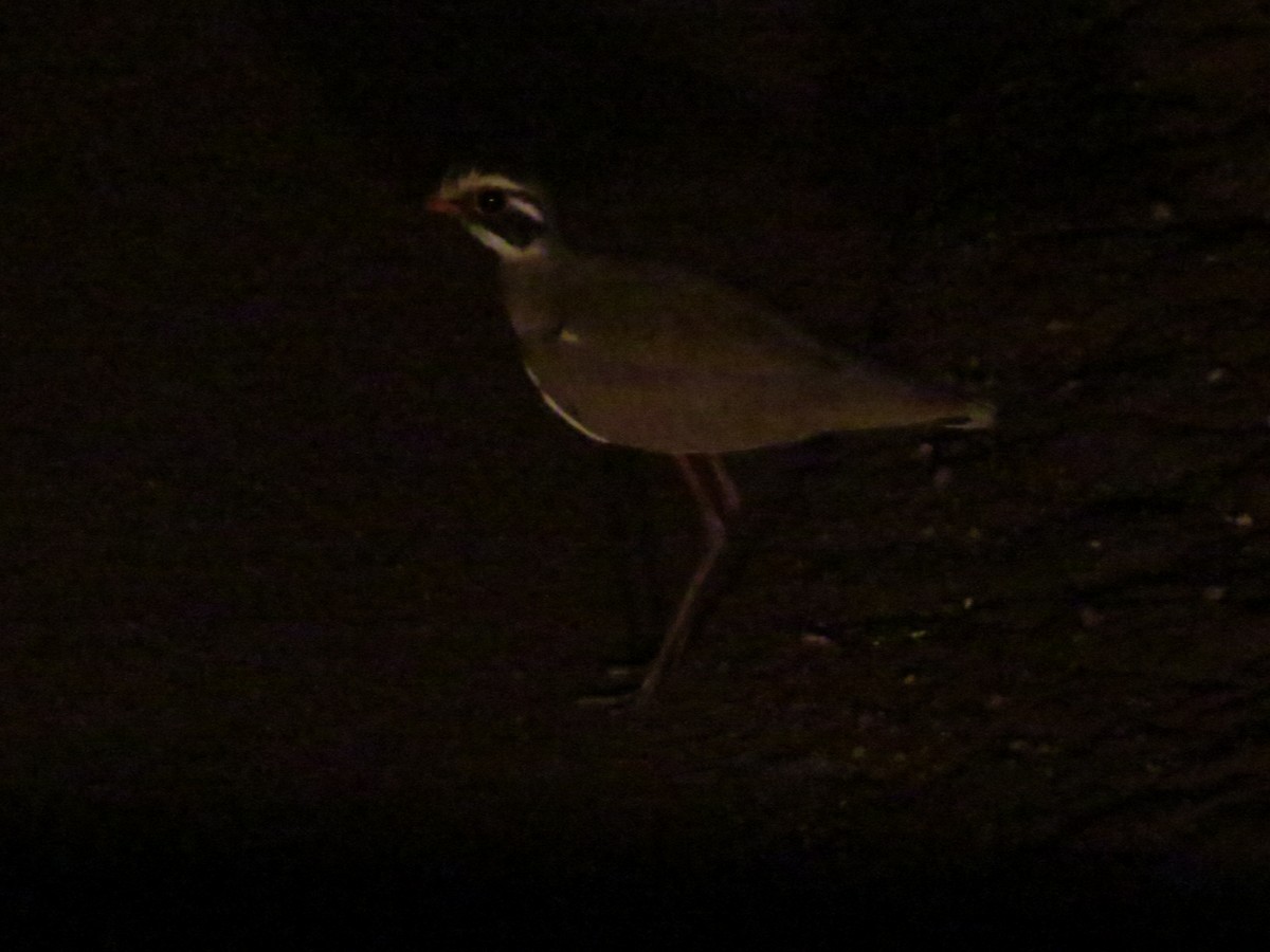 Bronze-winged Courser - ML357438161