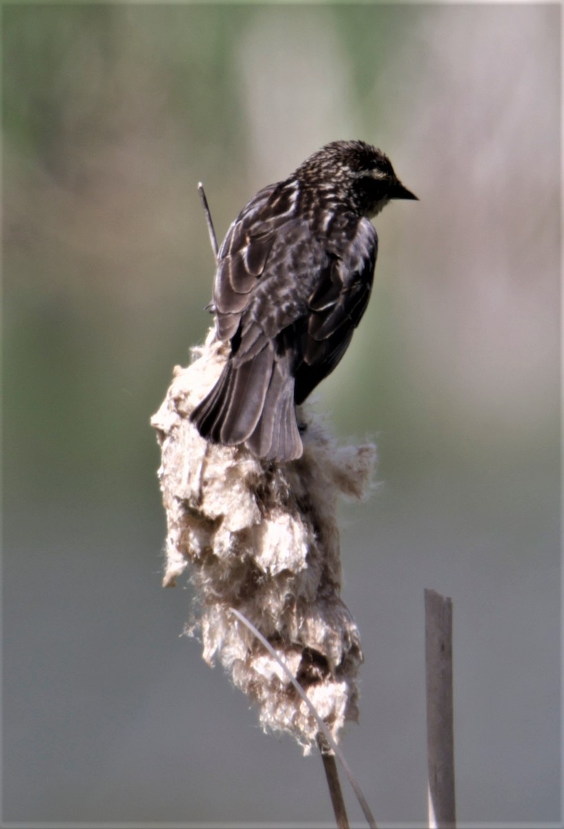 Red-winged Blackbird (Red-winged) - ML357439391