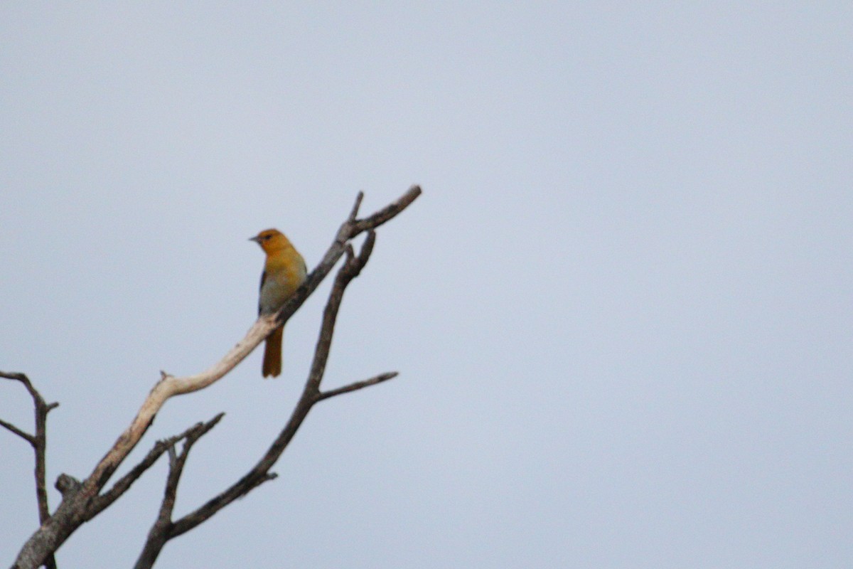 Bullock's Oriole - ML35743991