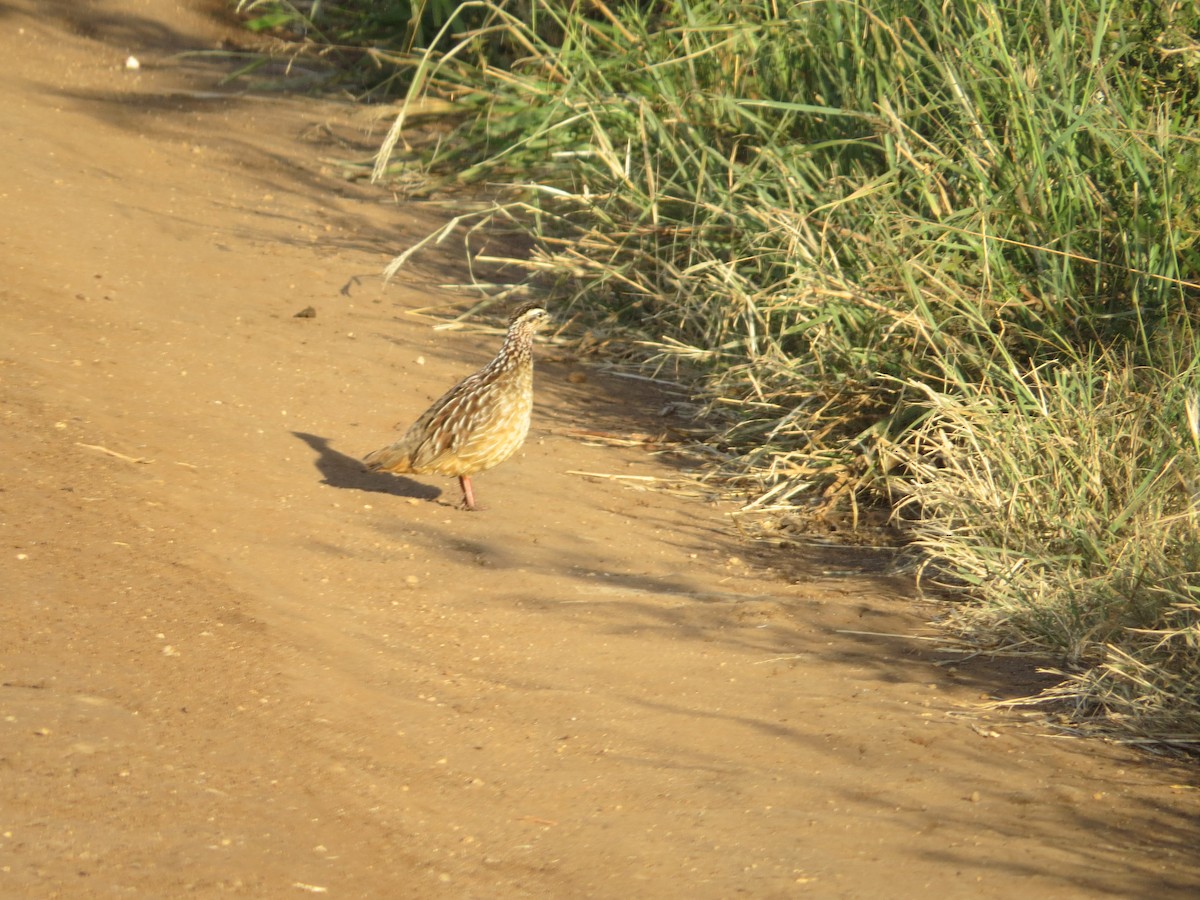 Crested Francolin - ML357439951