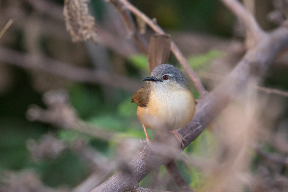 Ashy Prinia - Louis Bevier