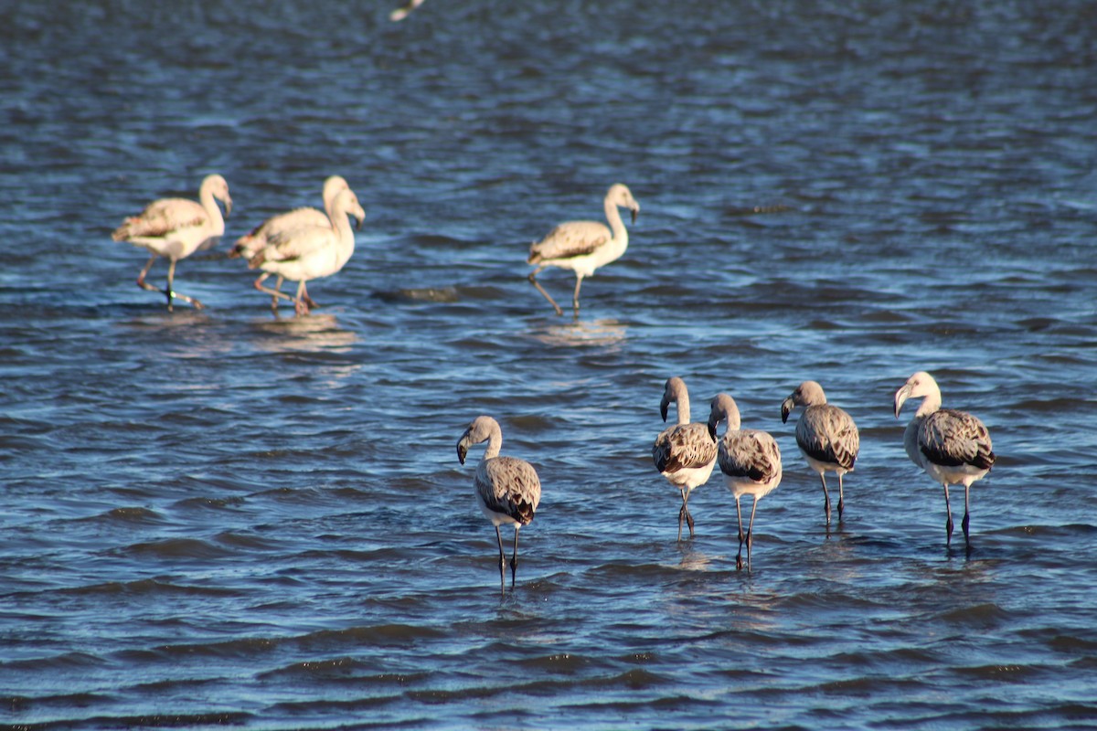 Chilean Flamingo - Marcos de Larminat