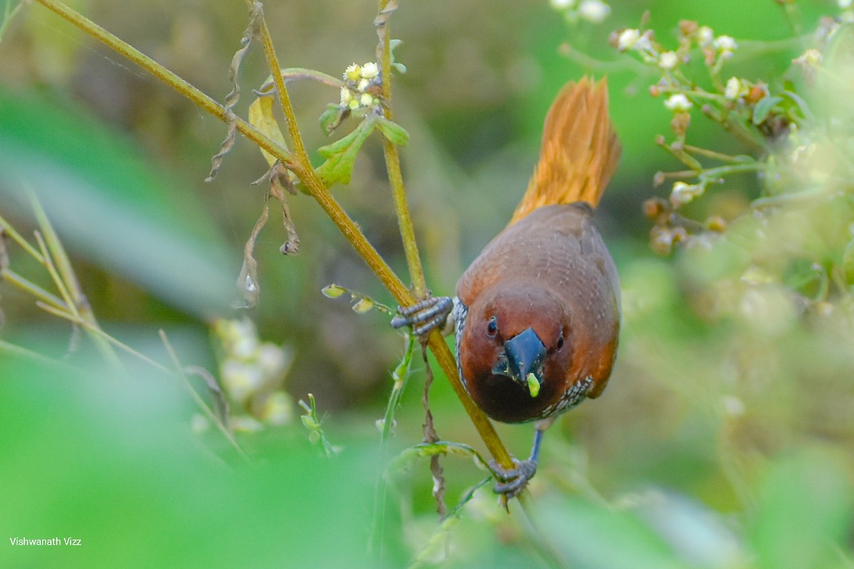 斑文鳥 - ML357440901