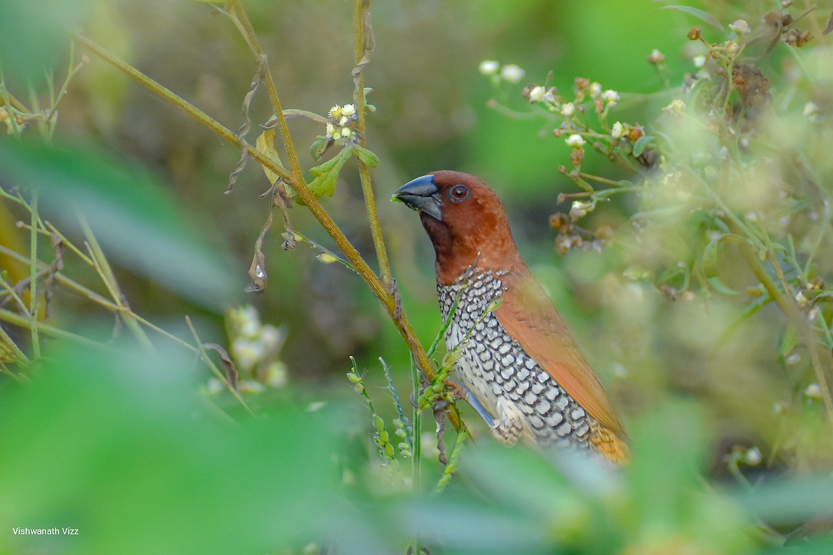 斑文鳥 - ML357440911