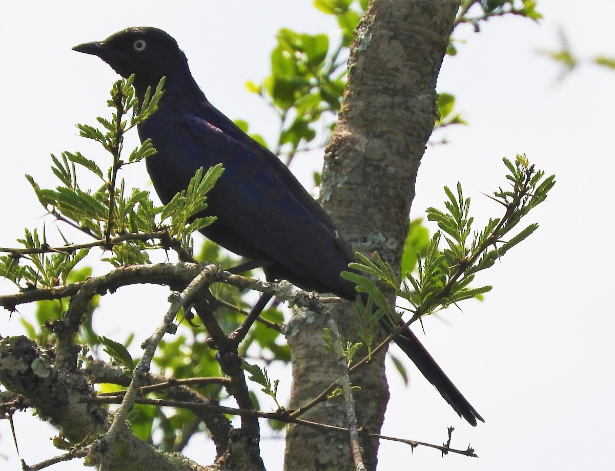 Rüppell's Starling - Eric Haskell