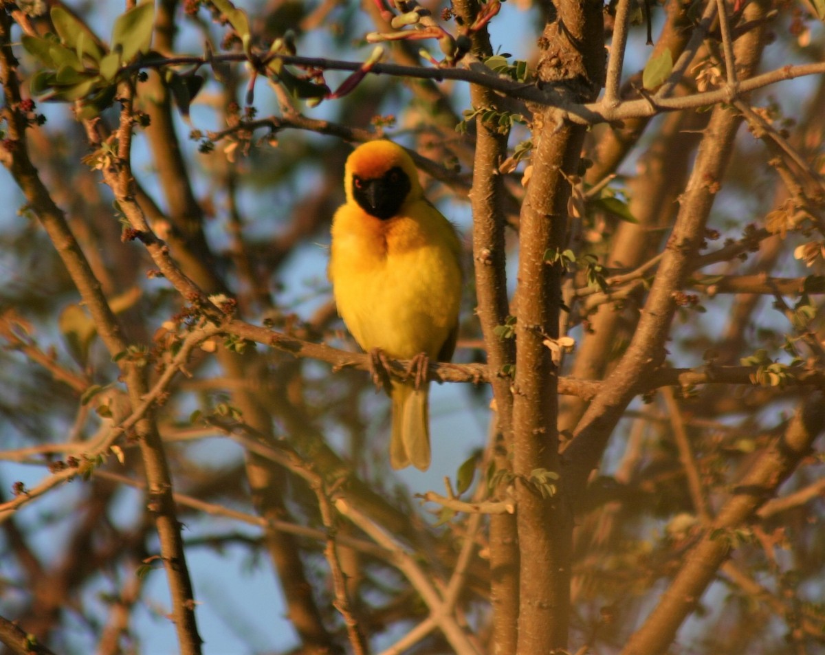 Southern Masked-Weaver - ML357441521