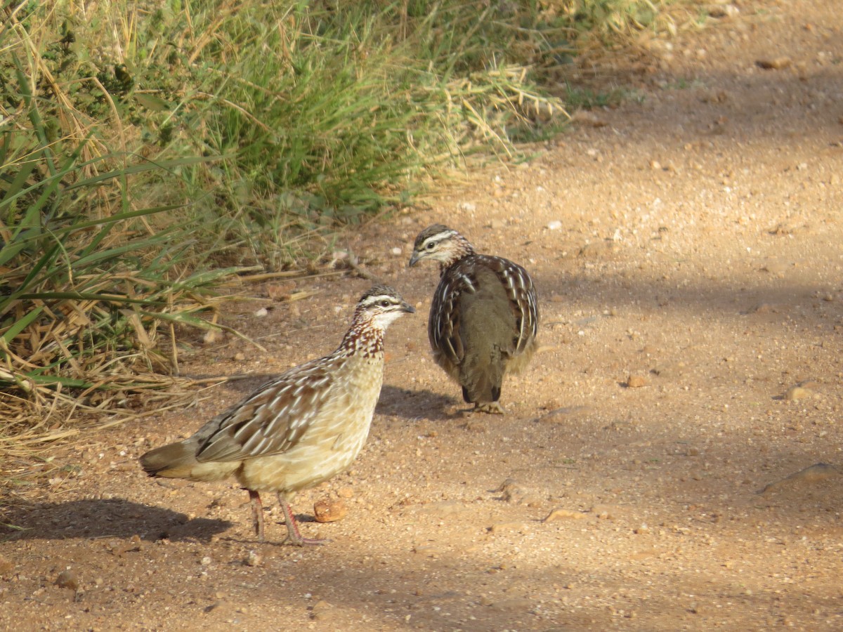 Crested Francolin - ML357441681